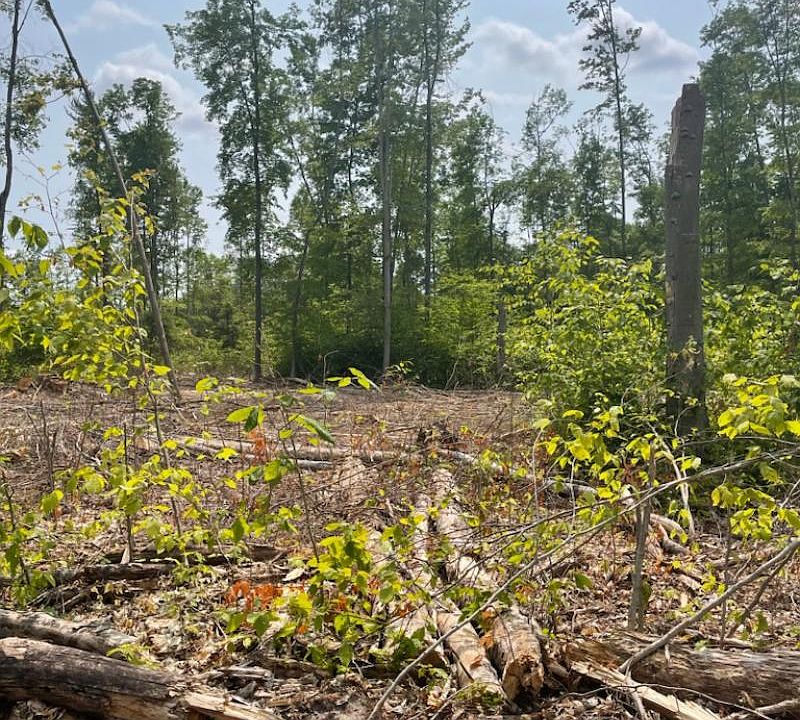 Isabell Trl 20, Wolverine, MI 49799 Zillow