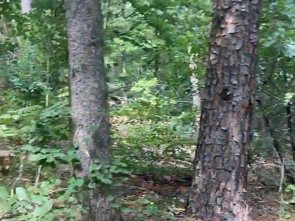 4th image of Whispering Pines Loop