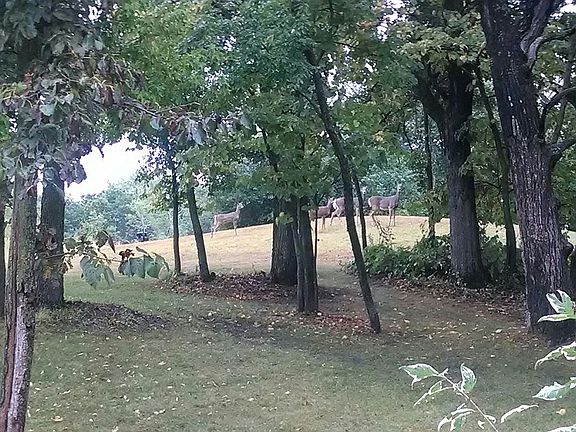 Deer on the front yard 