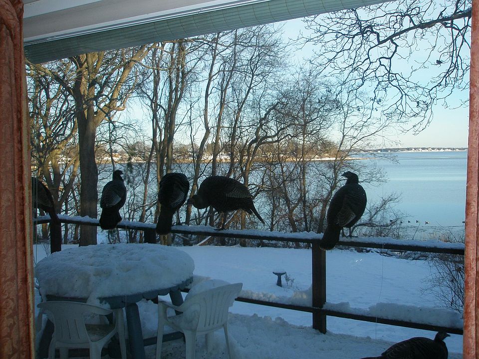 Turkeys enjoying view of upper Narragansett Bay.