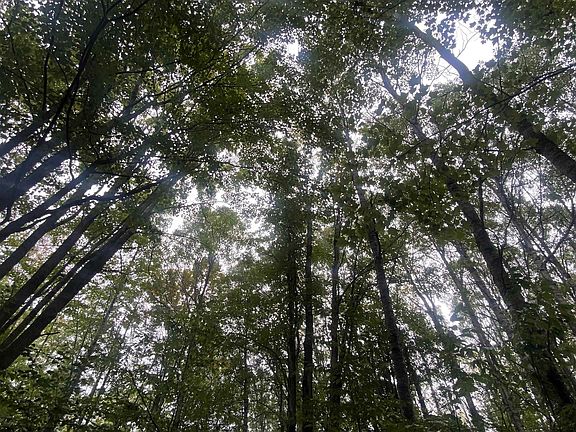 2nd image of LOT 187 Wilderness Dr