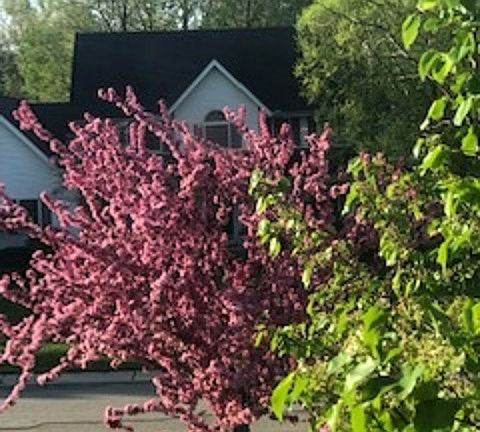 Blossomed trees in Spring