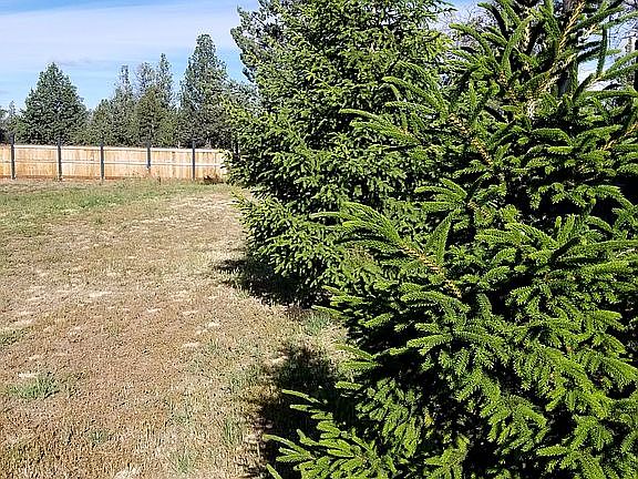 Oriental & Norway Spruce