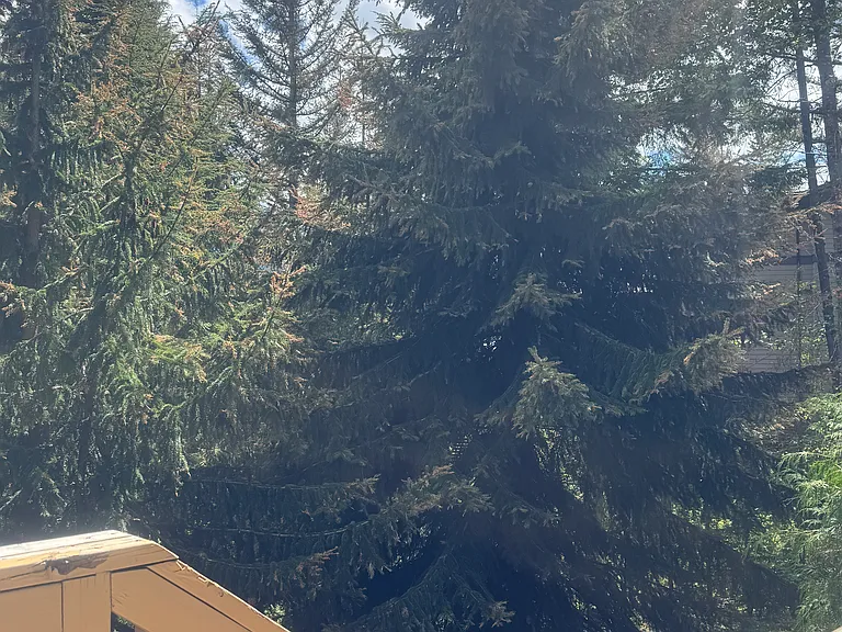 Alpine Way — Photo 13