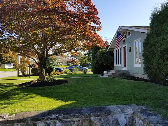 50 Year Old Dogwood Tree!