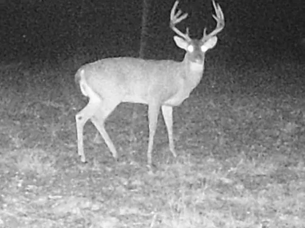 0 Treadwell Prong Rd, Linden, TN 37096