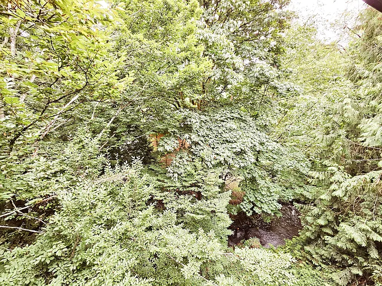 Forest Creek — Photo 5