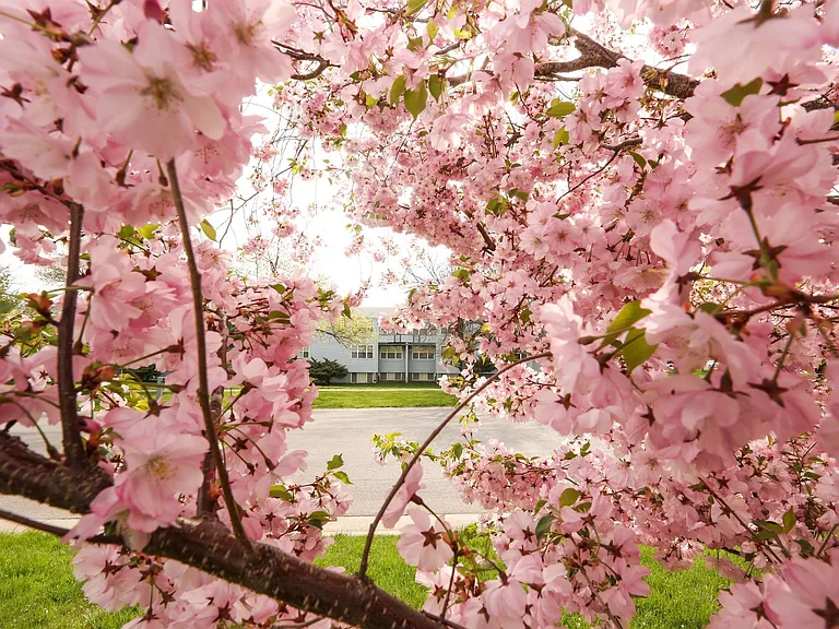 Cherry Blossoms