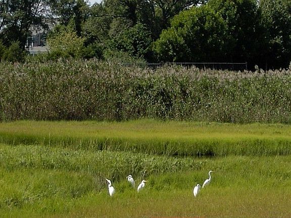 Egrets