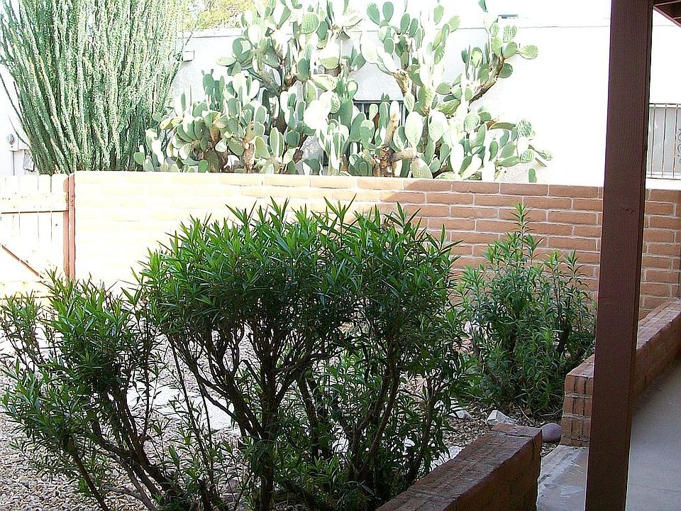 Shared Patio