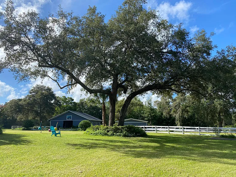 This big oak tree was just cut and shaped. It provides nice shade on a hot summer day.