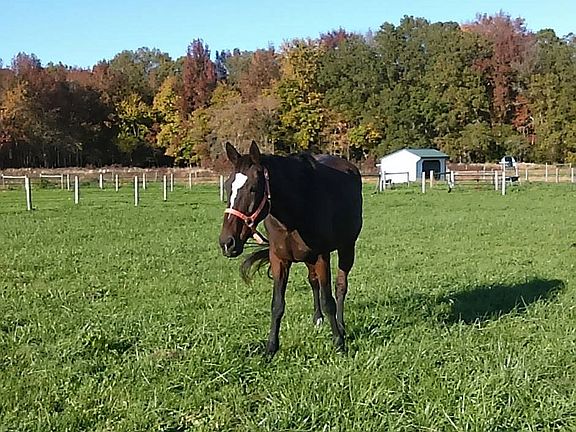 Small forest behind lot