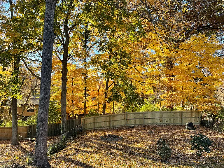 Fenced in wooded back yard
