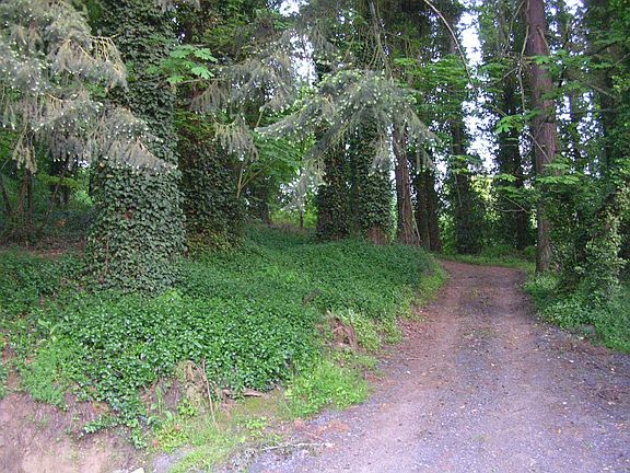 driveway to 2 accre yard
