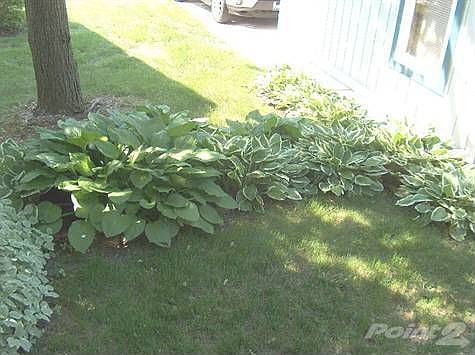 237Driftwoodplants