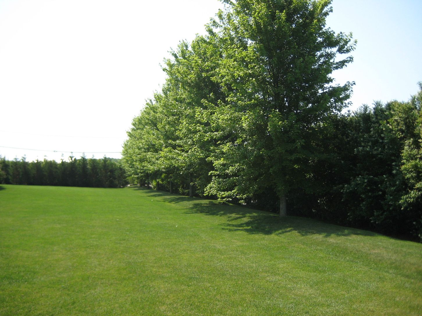  Expansive Lawns