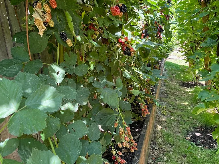blackberries and raspberries
