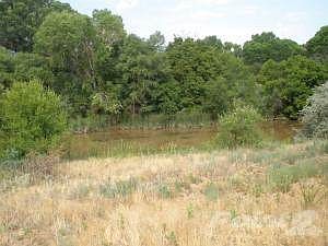 Henry Lane Cottonwood20130705_05