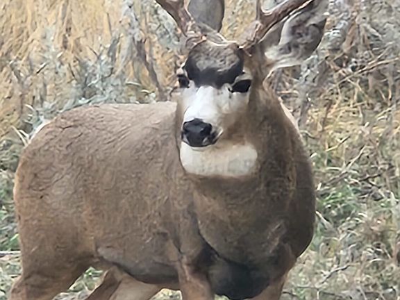 4th image of 243 Pleasant Valley Rd