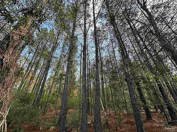 3rd image of Snyder Rd