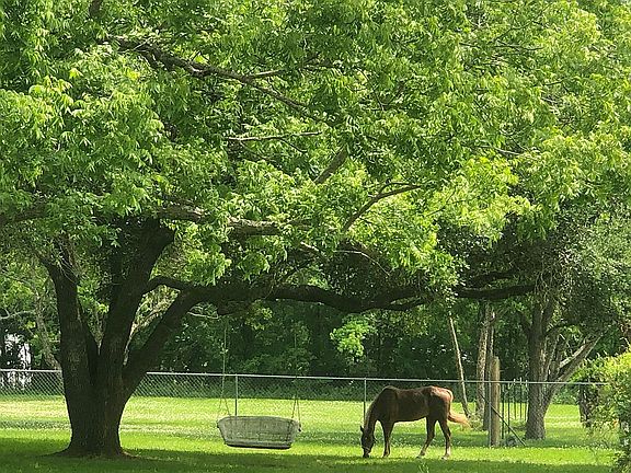 Oak, Pecan, Pear & Fig Trees