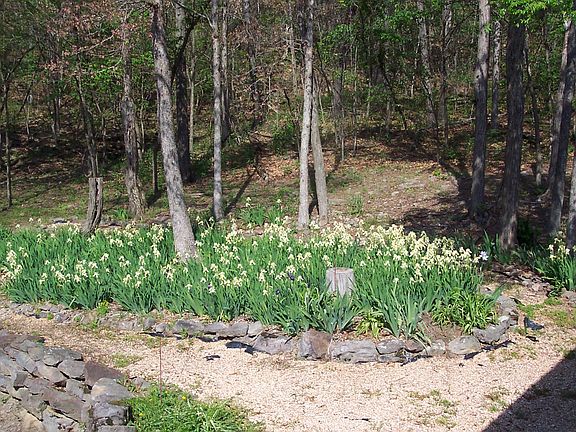 Iris bed beside pond