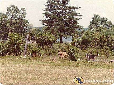 Older Image, Area is more overgrown now.