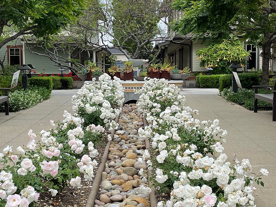 Rose Path at Entrance of The Cottages