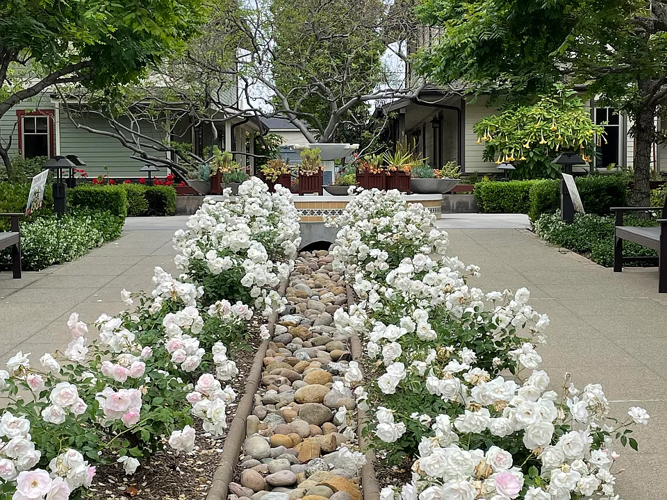 Rose Path at Entrance of The Cottages