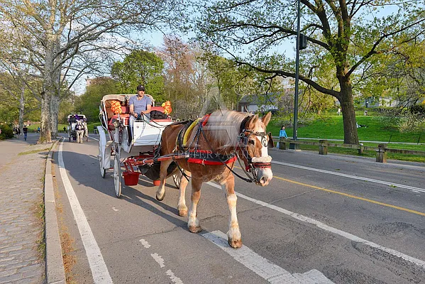 Sold by Peter Ashe | media 31