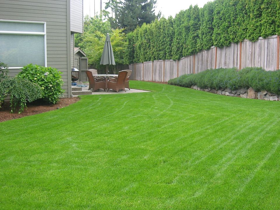 Back yard