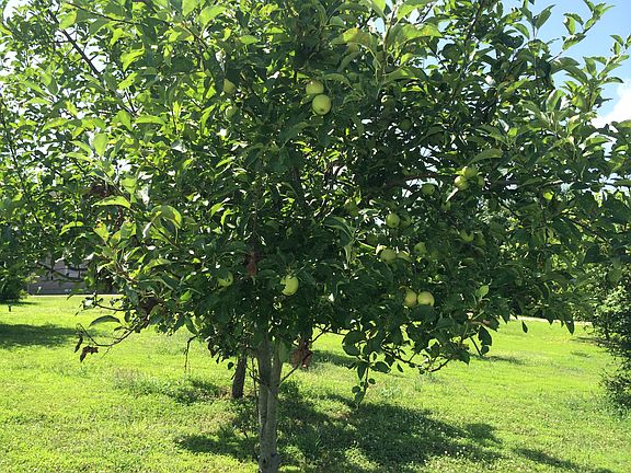 Fruit trees