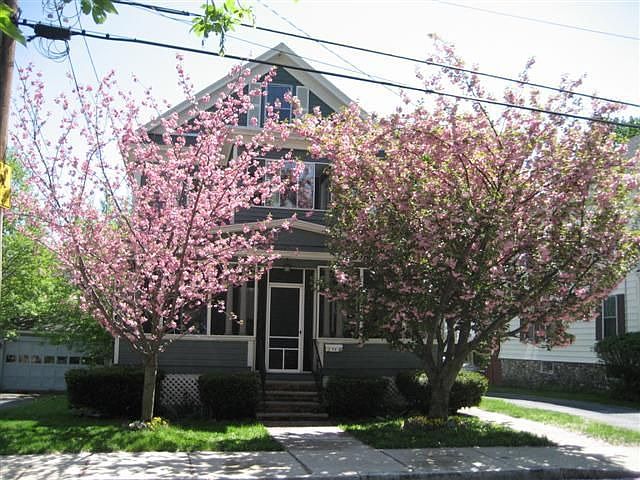 Two large cherry trees in the front