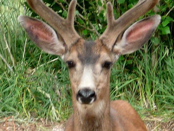 Handsome Buck Pays a Visit