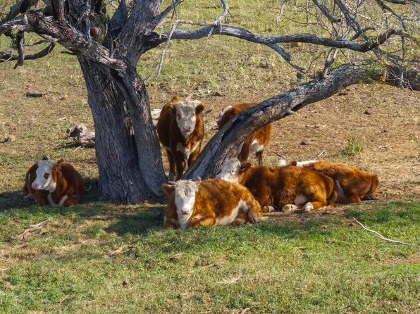 9711 CROW LN, Adkins, TX 78101