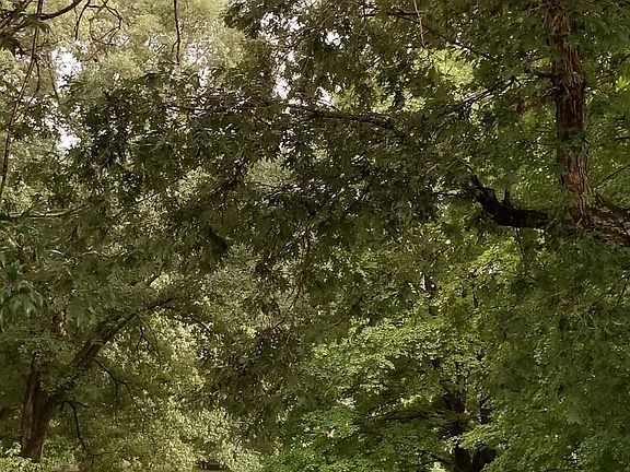 lovely trees