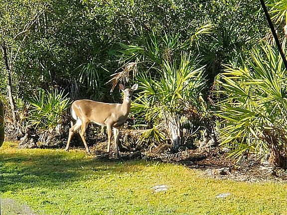 Backyard deer
