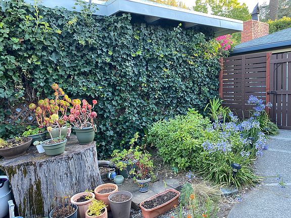 Landscaped side of yard with old redwood tree stump.
