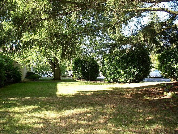 Shady front yard