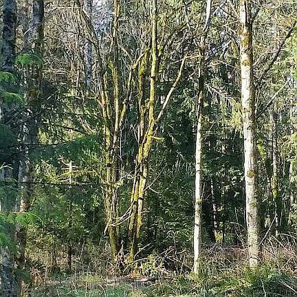4th image of 13616 112th Ave NW