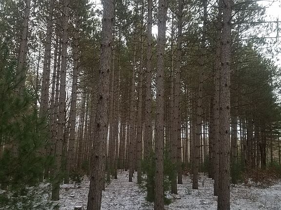 Red Pine Plantation