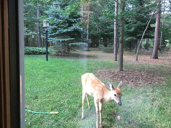 view: kitchen to frontyard