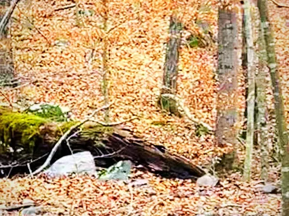 Fiery Run Rd, Linden, VA 22642
