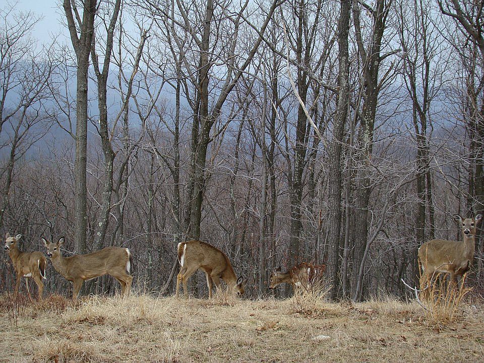 1st image of 316 Blue Mountain Ct