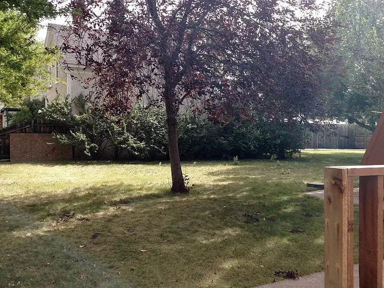 Yard in the summer.
