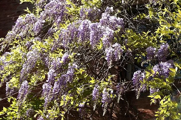 Rented by Corcoran | media 20