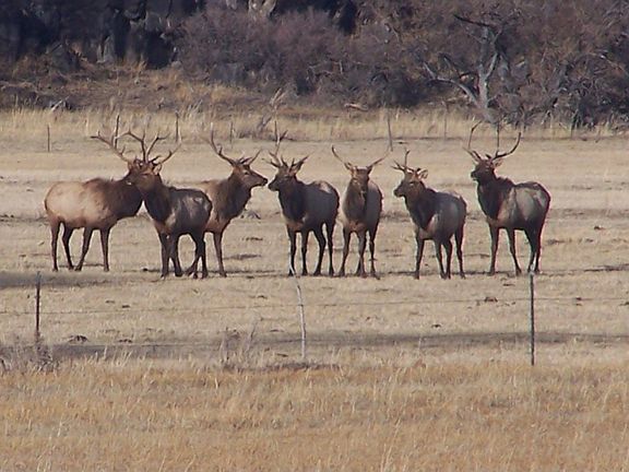 Elk nearby property.