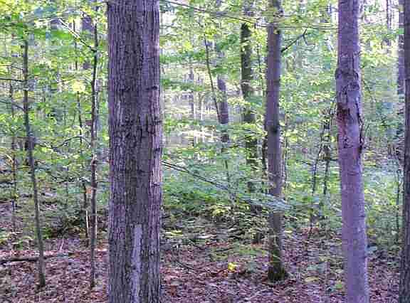 3rd image of O Grizzly Lane
