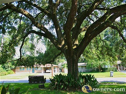 gorgeous live oak in front yard