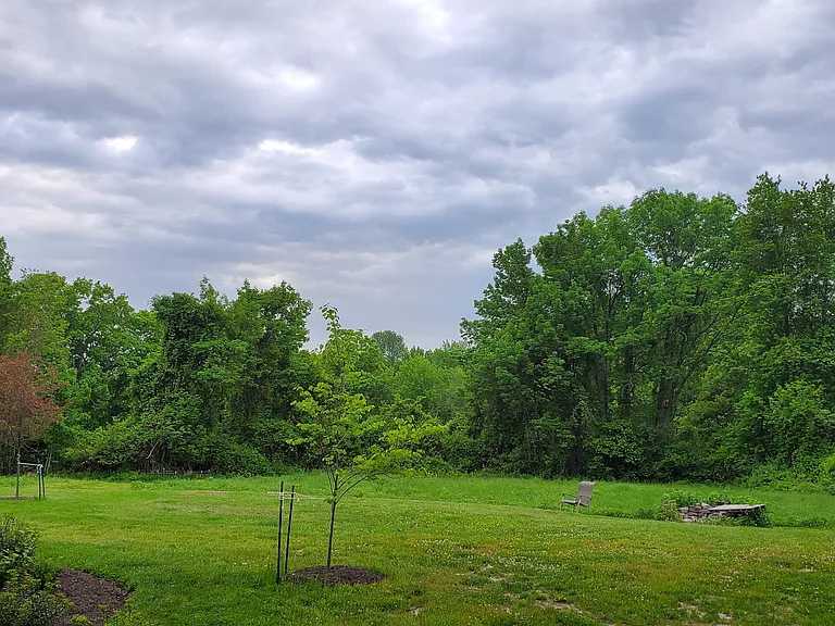 Back yard